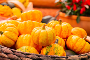 Small striped pumpkins. Decorative dwarf orange pumpkins, close-up