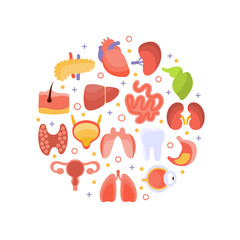 Human Iinternal Organs of Round Shape, Healthcare and Medical Vector Illustration