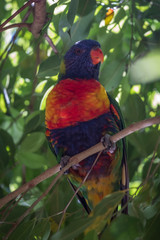Rainbow lorikeet in a tree 
