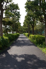 Fototapeta na wymiar Green path in the park