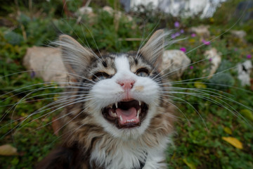 Maine Coon Kitten miaut