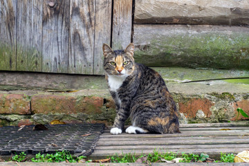 Cat on the background of an old dilapidated house