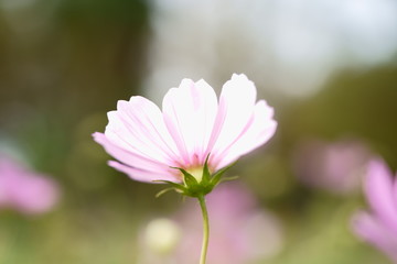 Cosmos flower and bees