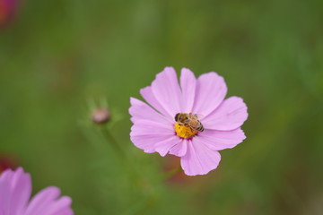 Cosmos flower and bees