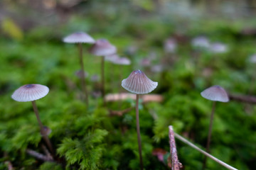 Pilze - Helmlinge im Moos