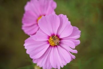 Cosmos flower and bees