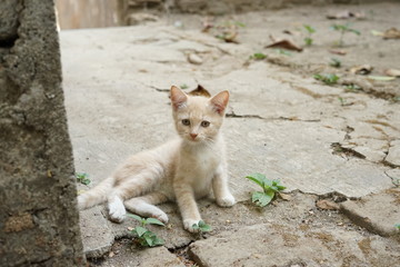 Naklejka na ściany i meble Cute small kitten cat lay on floor