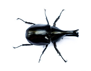 The Dynastinae on the white background. Dynastinae is Fighter of the mountain.