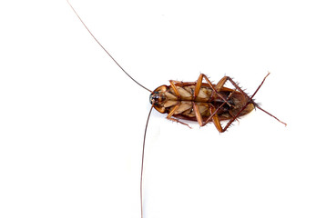 Cockroach isolated on white background.
