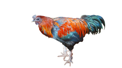 Rooster isolated on a white background   