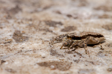 Little jumping spider waiting for the victim on a wall