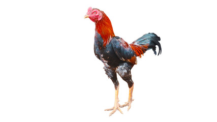 Rooster isolated on a white background   