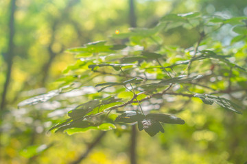 Beautiful warm day with Table. Yellow Leaves and blured background.