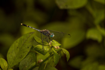 dragonfly on a leaf