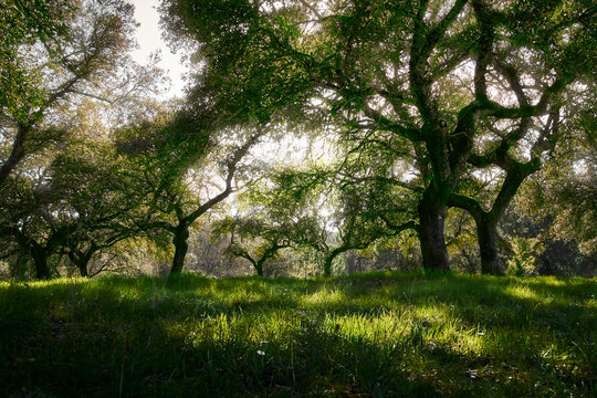 Encinas Bilder Durchsuchen 1,315 Archivfotos, und