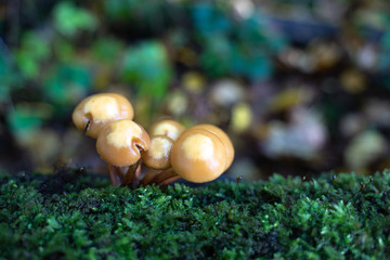 kleine Pilze mit Unschärfe