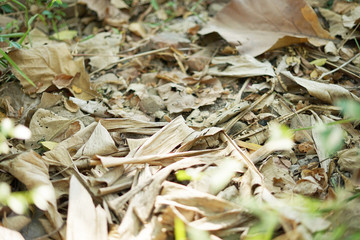 Fallen dry leave in ground