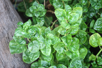 Watercress, fresh vegetable in the garden