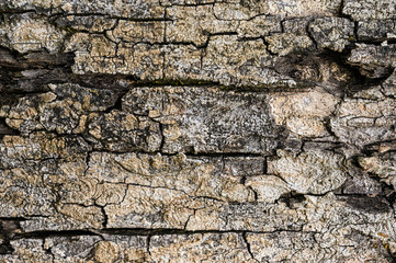 Old wood grain from the bark of the tree used as a background