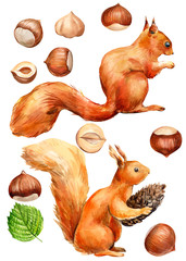 hazelnut and red squirrel watercolor, set of drawn nuts on a white background, sweet illustration