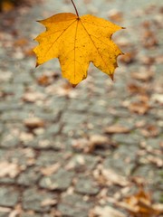 A yellow leaf 