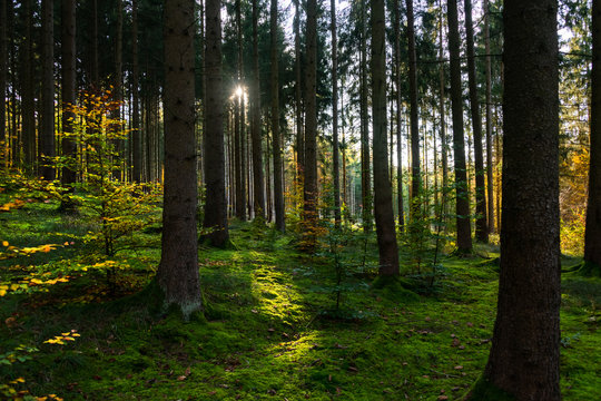 Sch&ouml;nbuch Wald Fichten Lichtung T&uuml;bingen Moos Boden Gegenlicht Baumst&auml;mme Herbst  Schwaben Deutschland Morgenlicht Baden-W&uuml;rttemberg Bebenhausen Wild Stuttgart