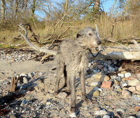 Scottish Deerhound standing on a natural beach.