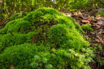 Green moss is growing at the root of the tree. Moss texture in nature for wallpaper. soft focus.