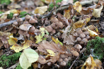 toadstool mushrooms with fall leaves on mossy stump in forest
