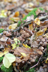 mower mushrooms with autumn leaves on old trunk in forest