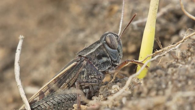 Grasshopper Chorthippus vagans on the sand among the dry roots of plants. Macro shooting.