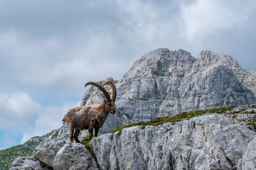 Steinbocks in the Julian alps