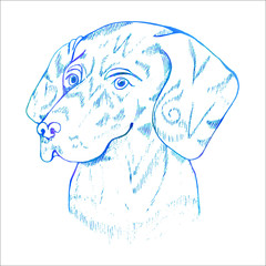 Neon picture of the dog. Labradors head.