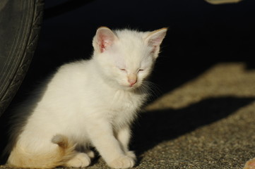 白猫の子猫