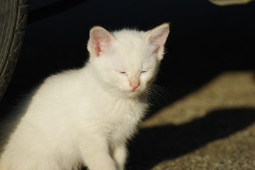 白猫の子猫
