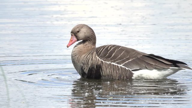 Greater white-fronted goose (Anser albifrons)  looking for food