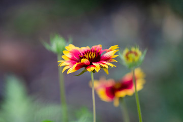Fototapeta premium Gaillardia pulchella or Indian Blanket Flower