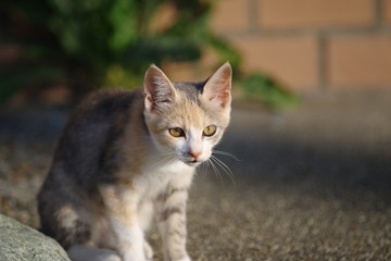 カワイイ三毛猫