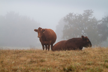 Bull and cow in a serene pasture, Red Angus beef cattle