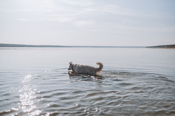 Obraz premium white Swiss shepherd walks on the lake