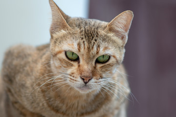 Portrait of striped Thai cat with green eyes