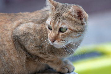 Portrait of striped Thai cat with green eyes