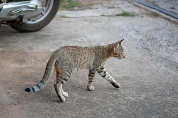 Naklejka na ściany i meble Portrait of striped Thai cat walking on the street 