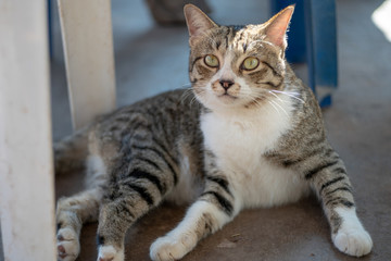 Portrait of striped Thai cat, cute cat