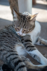 Portrait of striped Thai cat, cute cat