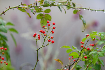 Red berries in autumn, wild rose plant seeds