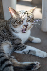 Portrait of striped Thai cat, cute cat