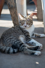 Portrait of striped Thai cat, cute cat