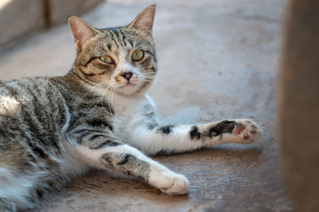 Portrait of striped Thai cat, cute cat