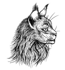 Portrait of fluffy Main Coon cat